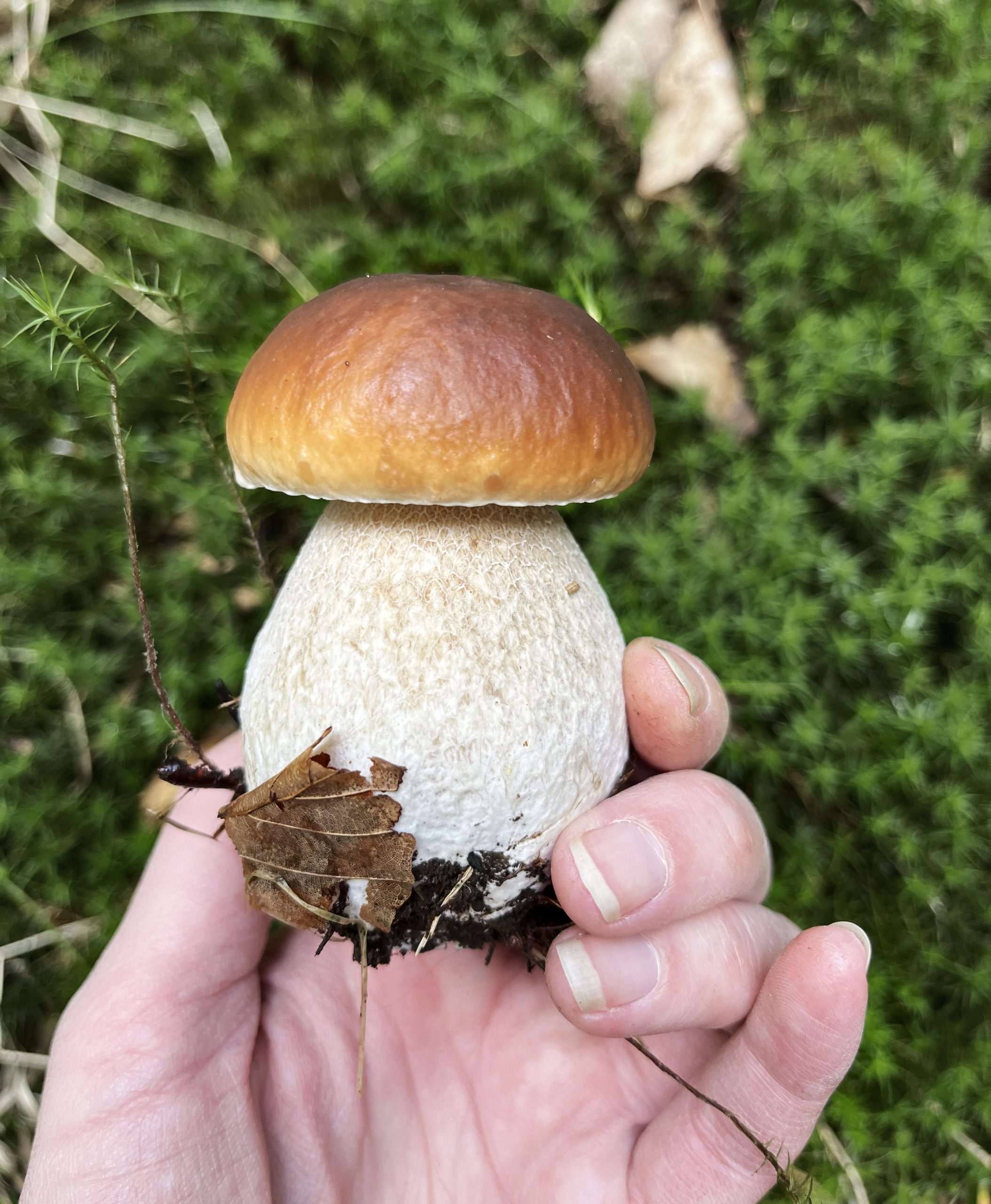 illustrations automne